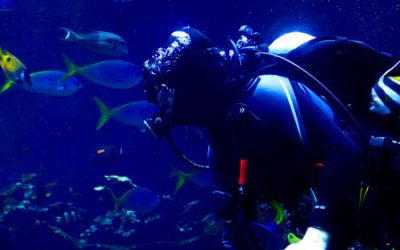 Maldive subacquea: snorkeling e diving nel paradiso tropicale