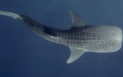 Lo squalo balena delle Maldive