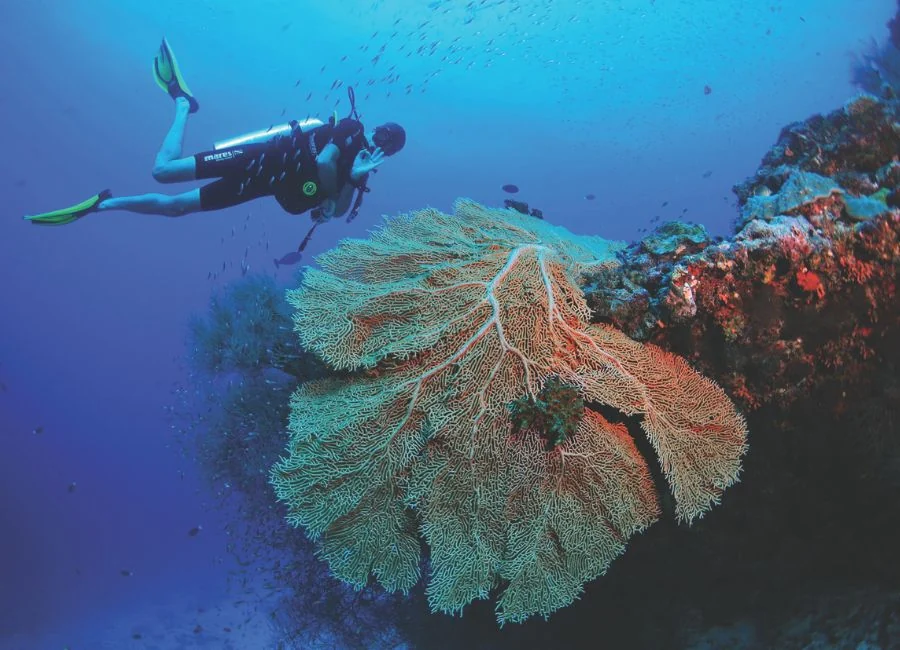Vita marina e barriera corallina delle Maldive