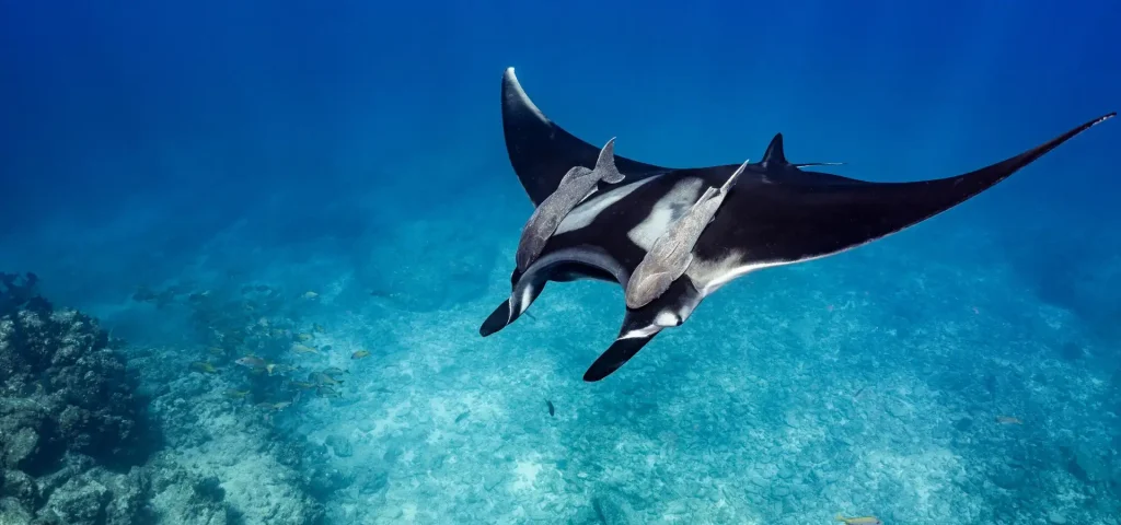 Immergersi con le Mante alle Maldive