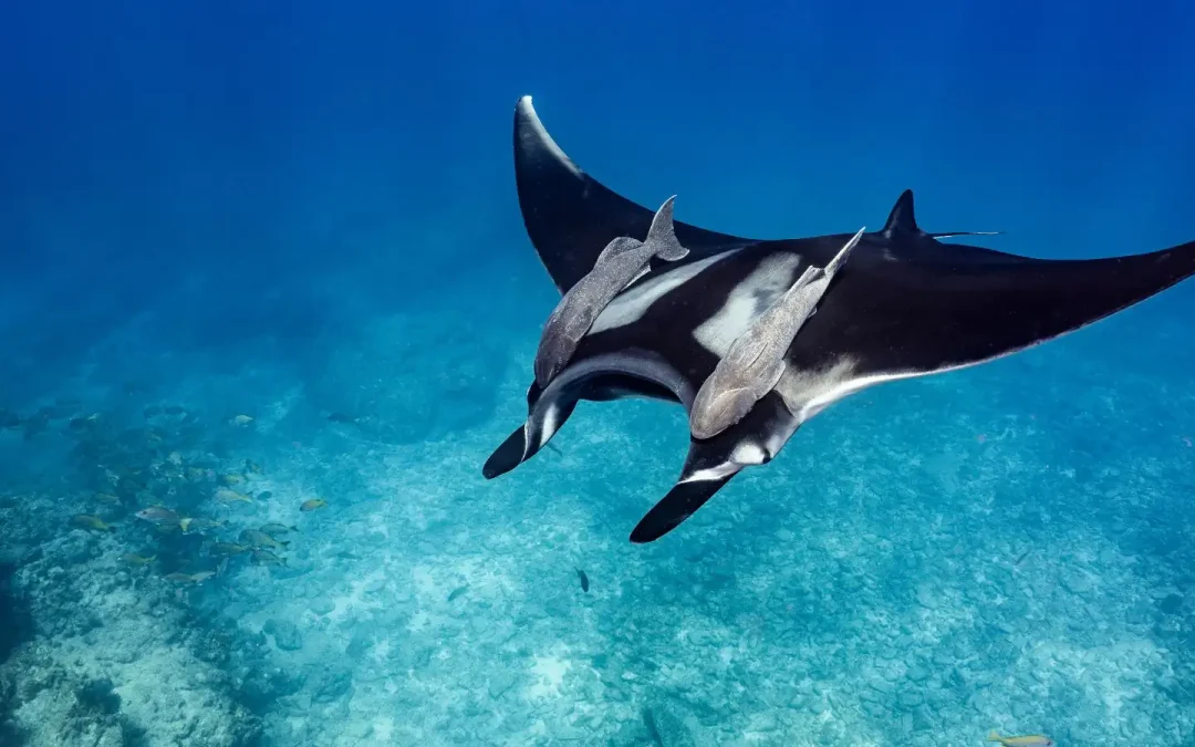 Immergersi con le Mante alle Maldive
