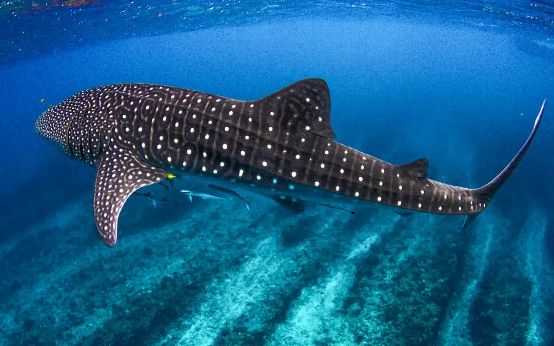 Nuotare con gli Squali Balena
