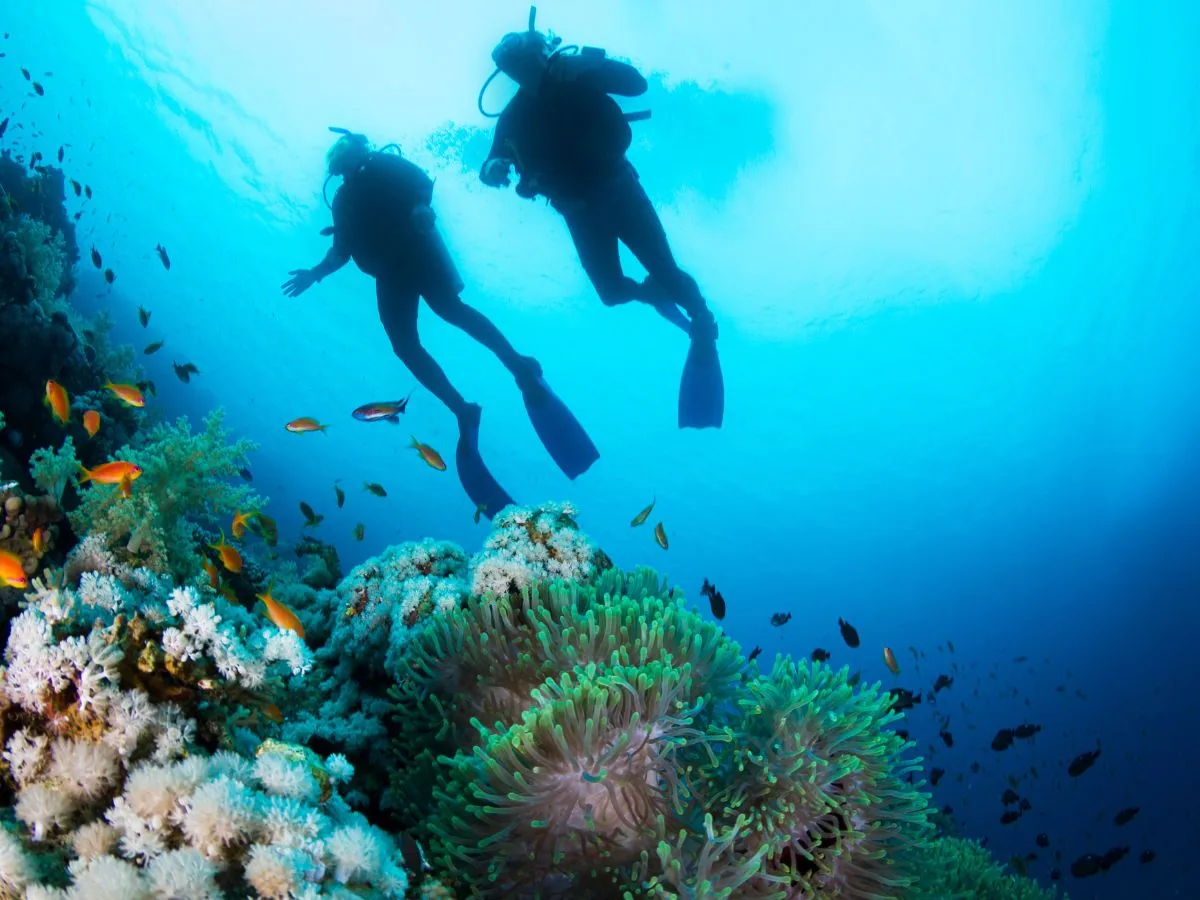Immersioni e barriera corallina negli atolli meridionali delle Maldive
