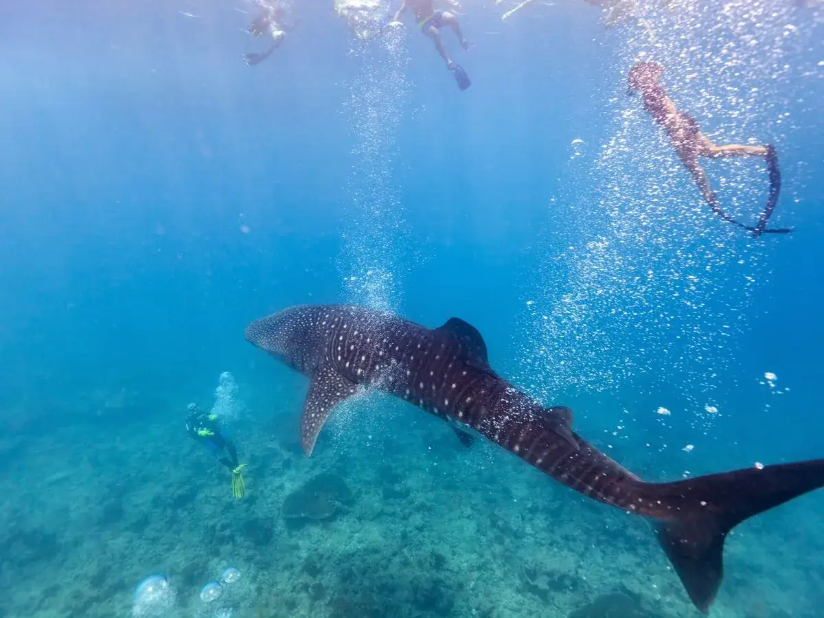 Snorkeling con lo squalo balena nell’atollo di Ari