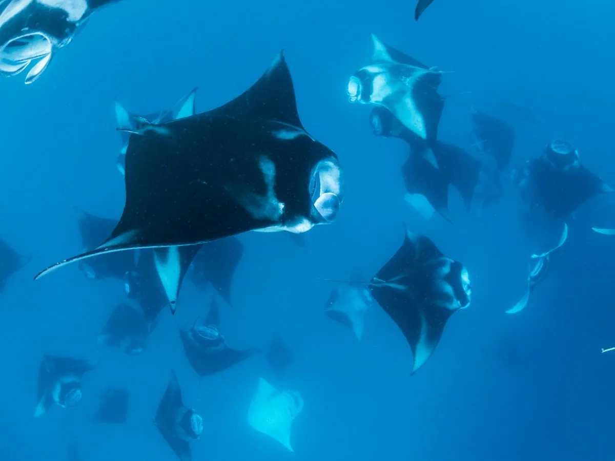 Mante nelle acque dell’atollo di Baa alle Maldive